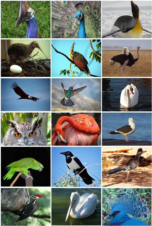 How Many Birds Are There